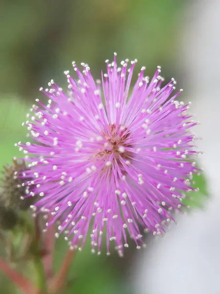 Fotografování Mimosa Pudica Květ Portrét Rozmazaný Koncept — Stock fotografie