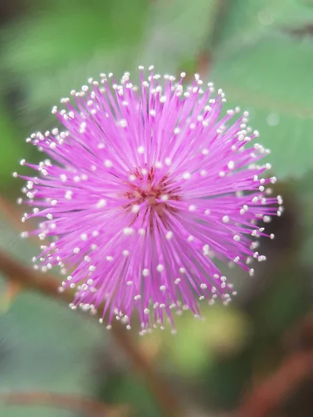 Fotografowanie Mimosa Pudica Kwiat Koncepcją Rozmycia Portretu — Zdjęcie stockowe