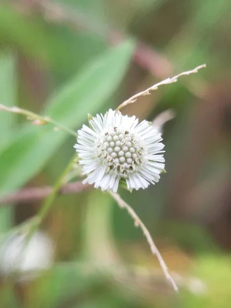 Fin Vit Blomma Med Suddig Fotografering Koncept — Stockfoto