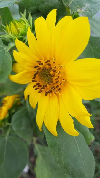 Makrofotografie Von Sonnenblumen Foto — Stockfoto