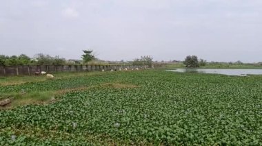 Keçi sürüsü daha çok ot olan yere gider.