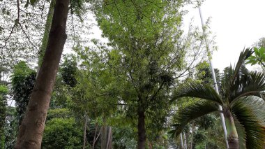 Medan şehrinin Merdeka Meydanı 'ndaki öğleden sonra manzarası