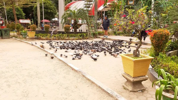 Aves Voando Brincando — Fotografia de Stock