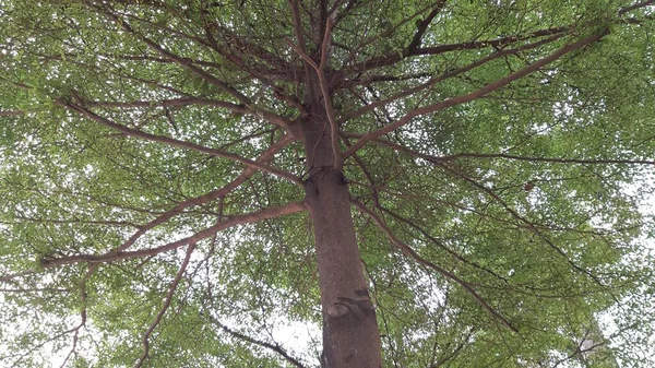 Big Tree Medan City Square — Stock Photo, Image