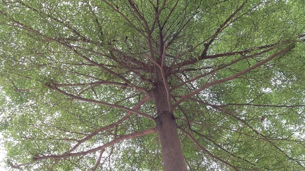 Velký Strom Náměstí Medan — Stock fotografie