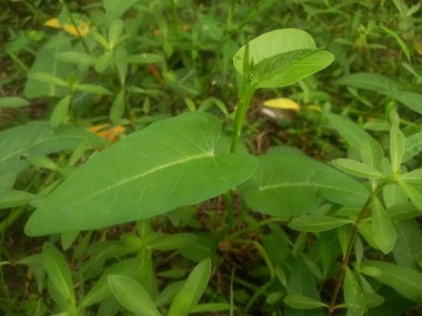 Evin arkasında yabani otlar
