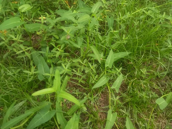 Evin arkasında yabani otlar