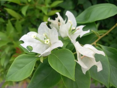 Bahçedeki güzel beyaz çiçekler