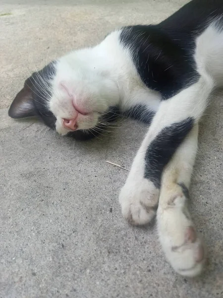 Kucing Tidur Jalan — Stok Foto