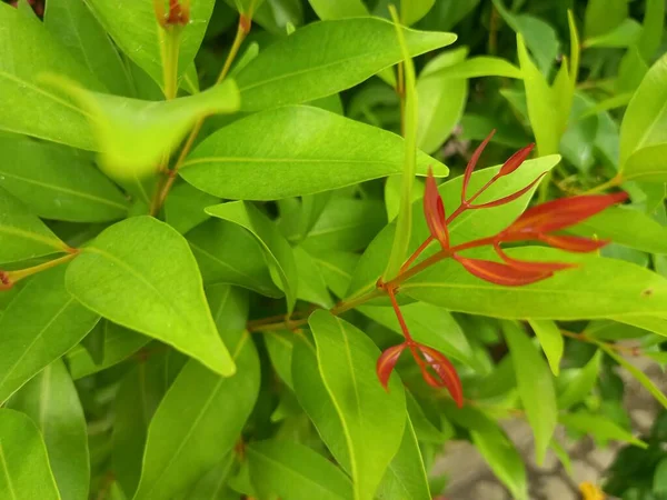 Bel Colpo Botanico Carta Parati Naturale — Foto Stock