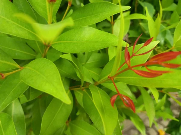 Folhas Verdes Uma Fábrica Jardim — Fotografia de Stock