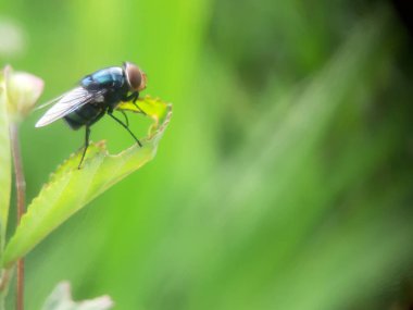 Yaprağın üzerinde yeşil sinek