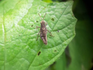 İçi boş bir yaprağın üzerinde küçük kahverengi bir çekirge.