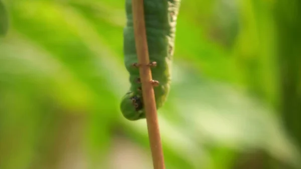 Zielona Gąsienica Liściu — Zdjęcie stockowe