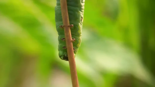 Zielona Gąsienica Liściu — Zdjęcie stockowe