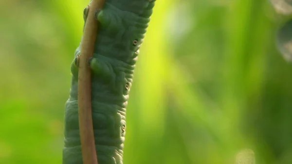 Yaprağın üzerinde yeşil tırtıl