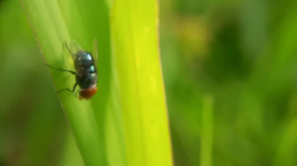 Mosca Verde Folha — Fotografia de Stock