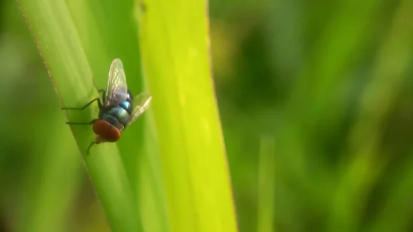 Mosca Verde Folha — Fotografia de Stock