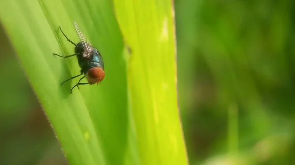 Mosca Verde Folha — Fotografia de Stock