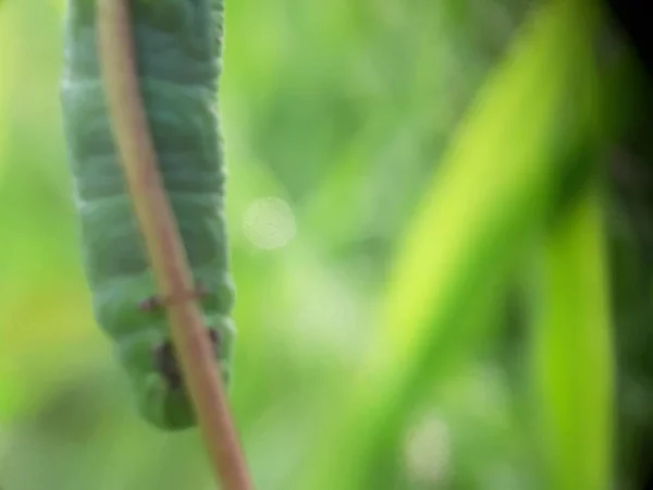 葉に緑の冬虫夏草 — ストック写真