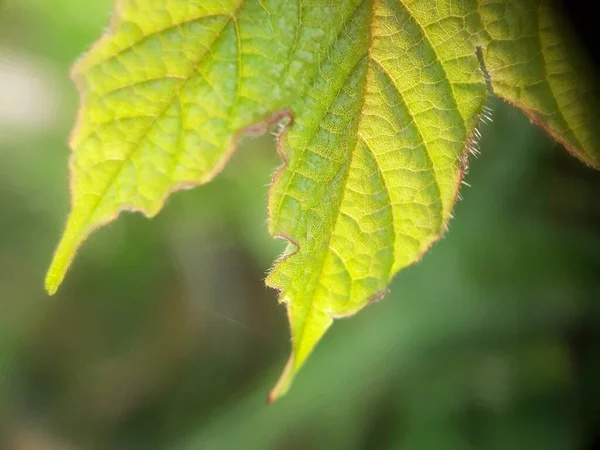 木の上に緑の葉 — ストック写真