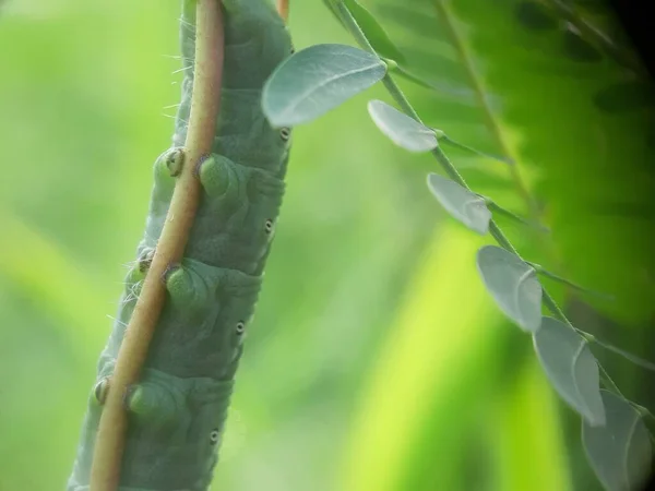 Grüne Raupe Auf Einem Blatt — Stockfoto