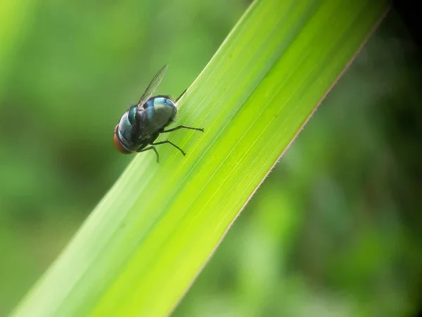 Mosca Verde Folha — Fotografia de Stock