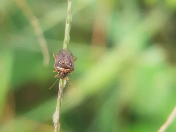 Jakarta, Endonezya 'da çimenlikteki böcek