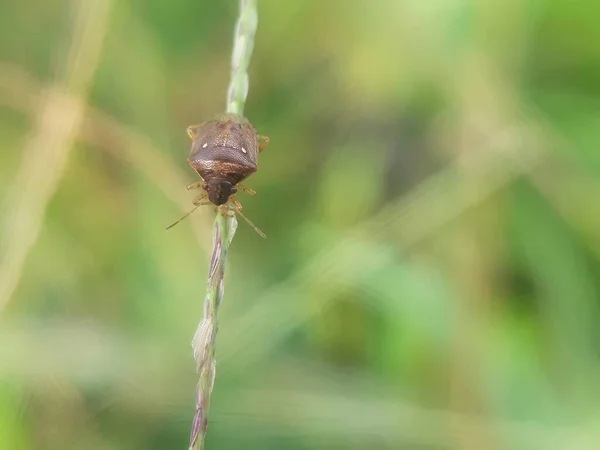 Beetle Grass Jakarta Indonesia — Stockfoto