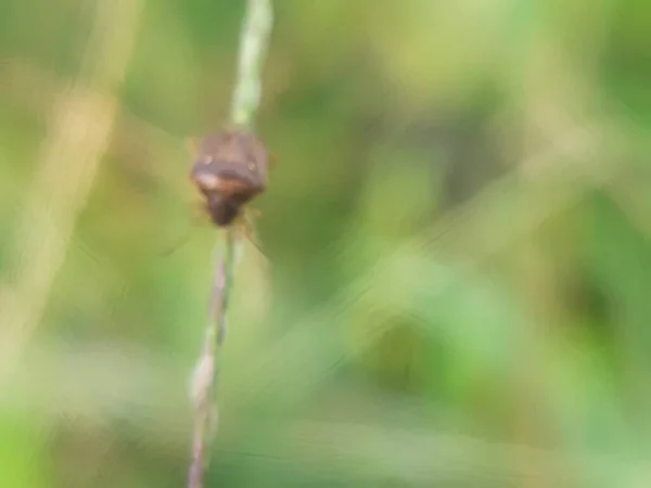 Fond Abstrait Déconcentré Scarabée Dans Herbe — Photo