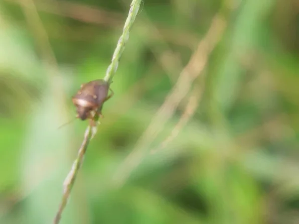 Defocused Abstract Background Beetle Grass — Stok Foto