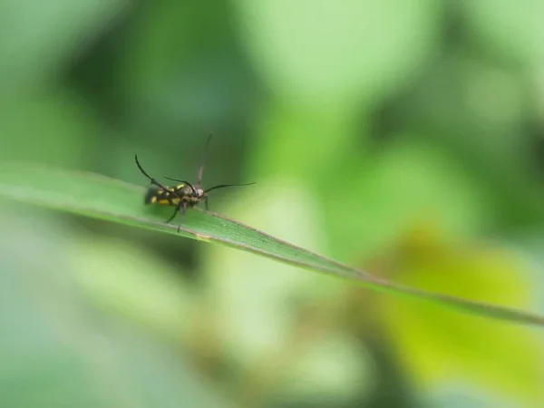 Ein Libellenähnliches Insekt Hockt Auf Einem Blatt Auf Dem Foto — Stockfoto