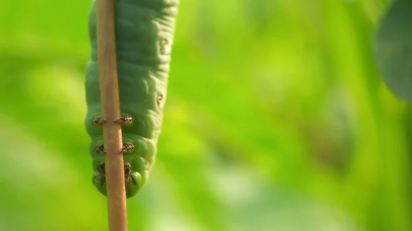 Lagarta Verde Uma Folha — Fotografia de Stock