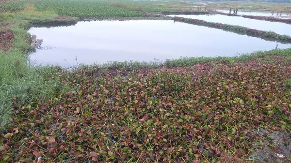 Ormandaki gölün güzel manzarası