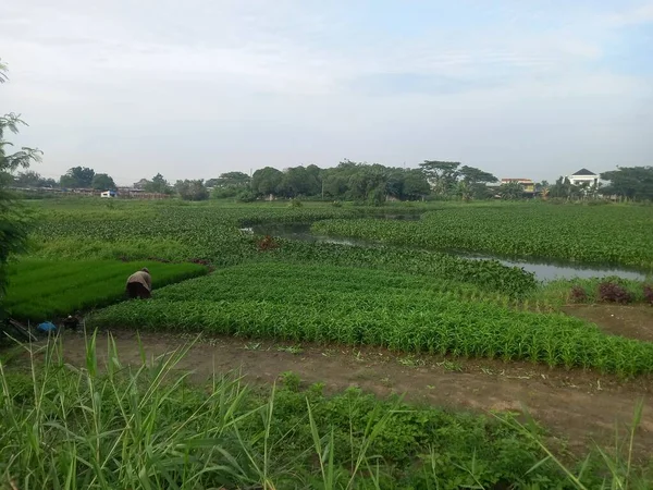 Sawah Hijau Pagi Hari — Stok Foto