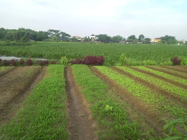 Bidang Hijau Dari Lembah Netherlands — Stok Foto