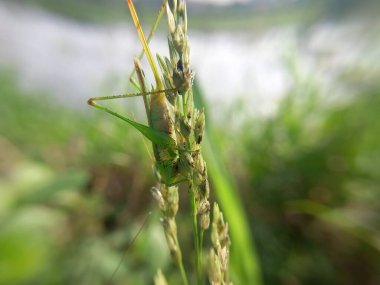 green grasshopper hiding like grass