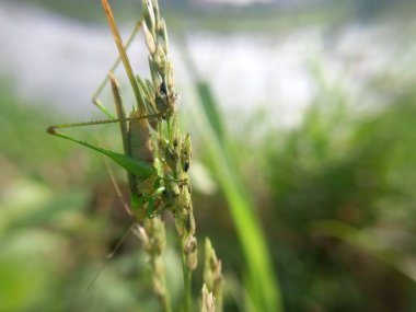 green grasshopper hiding like grass