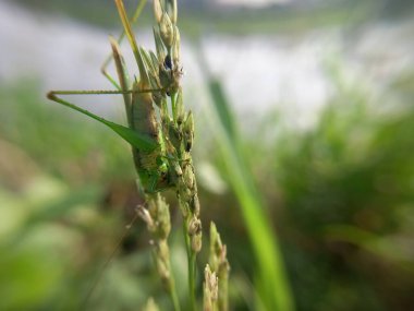 green grasshopper hiding like grass