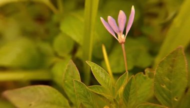 Çimen tarlasını kapatın. Rüzgârlı, kırsal alanda güzel bir doğa var..