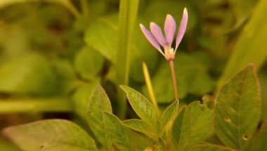 Çimen tarlasını kapatın. Rüzgârlı, kırsal alanda güzel bir doğa var..