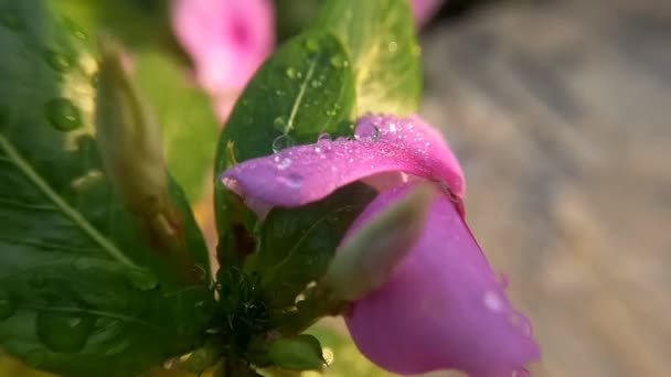 Primer Plano Gotas Agua Hoja Verde Hermosas Flores Iluminadas Por — Vídeo de stock