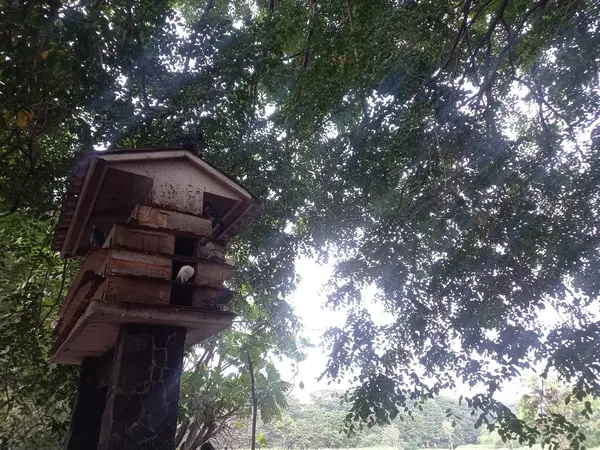 Rumah Kayu Tua Hutan — Stok Foto