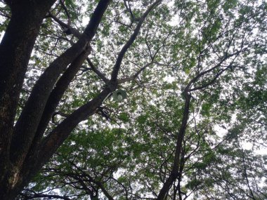 Ormanın güzel manzarası