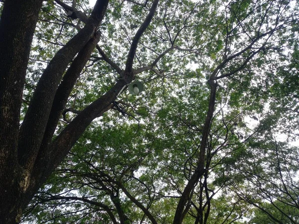 Ormanın güzel manzarası