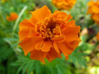 Bahçedeki güzel sarı çiçek