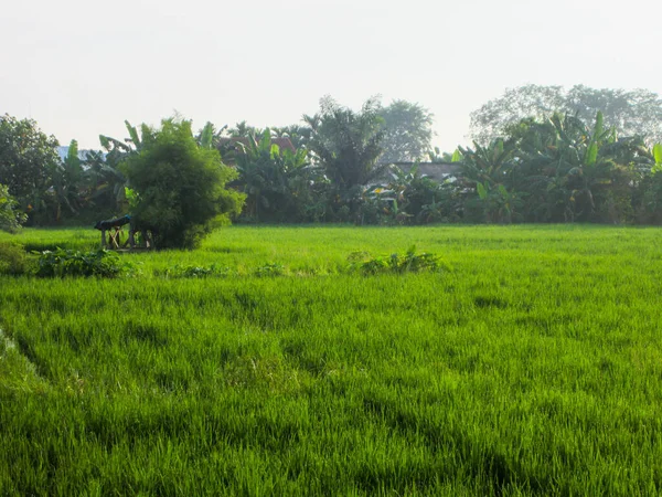 Naturaleza Campo Arroz Vista Por Mañana —  Fotos de Stock