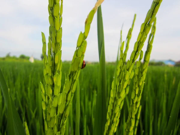 Detailní Záběr Neloupaných Semen Rýže Rýžovými Poli Pozadí — Stock fotografie
