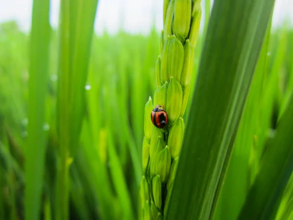 Ladybug Зеленой Траве — стоковое фото