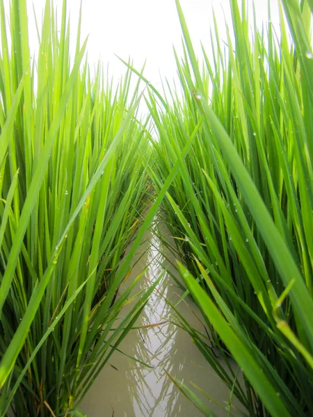 Yere çiğ damlaları damlayan yeşil çimenler